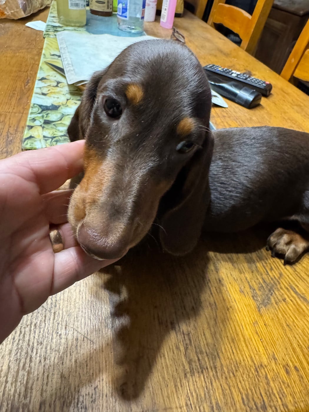 Teckel poil ras - du Mistral Le Vent