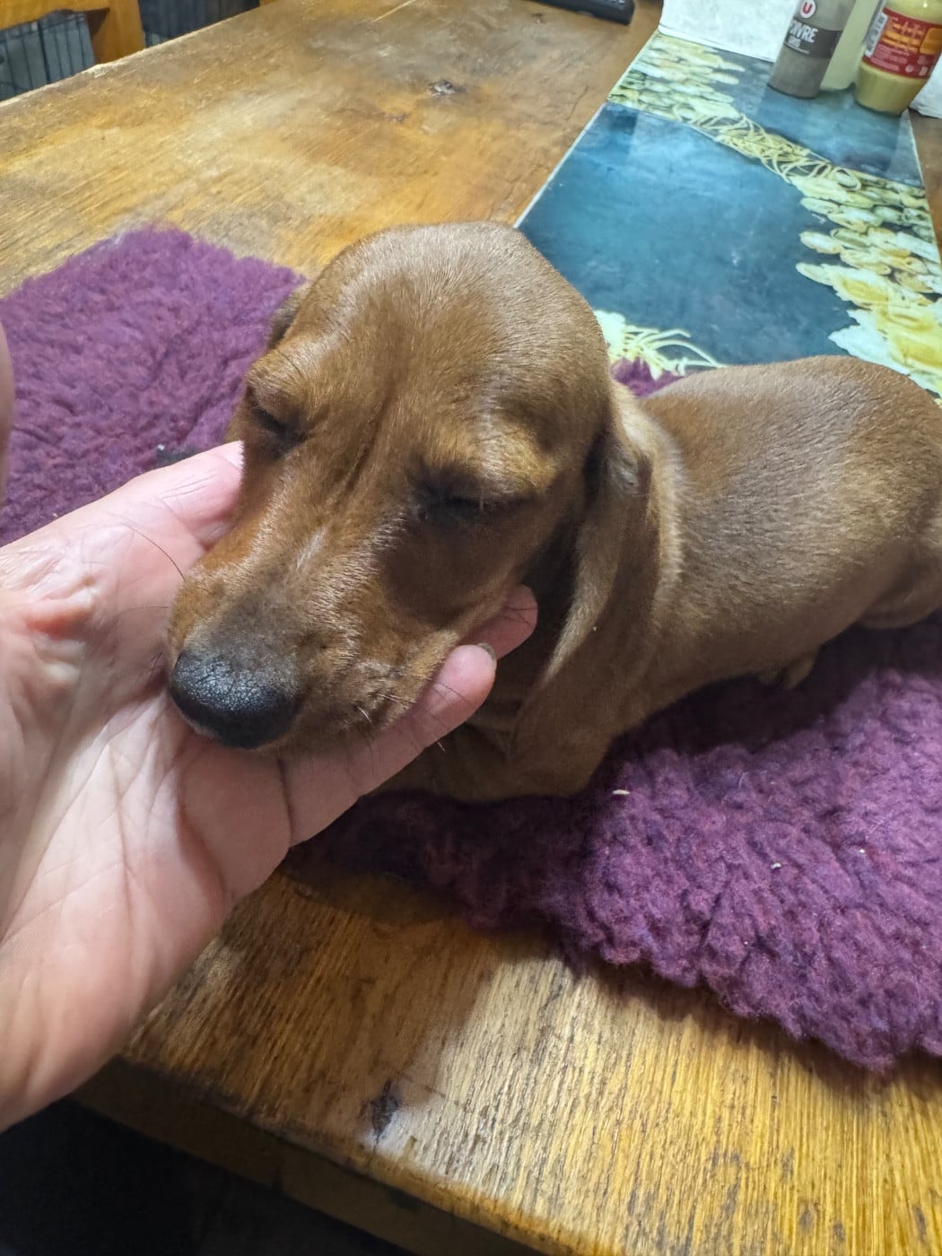 Teckel poil ras - du Mistral Le Vent