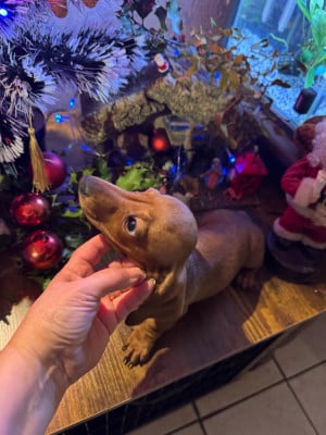 Les chiots de Teckel poil ras