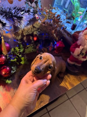 Les chiots de Teckel poil ras