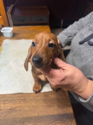 Les chiots de Teckel poil ras