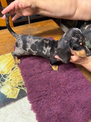 Les chiots de Teckel poil ras