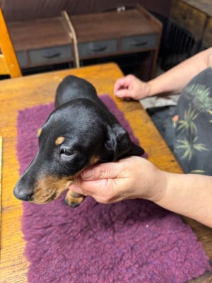 Les chiots de Teckel poil ras