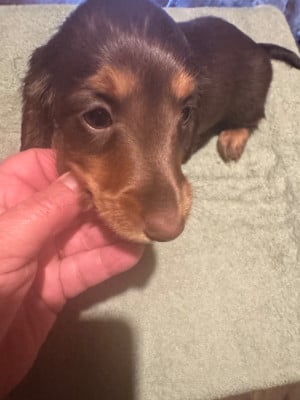 Les chiots de Teckel poil long