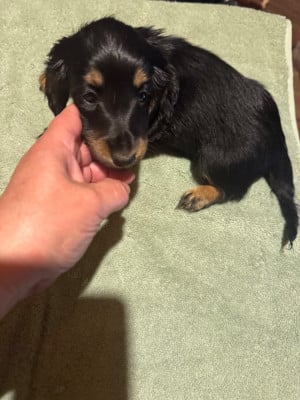 Les chiots de Teckel poil long