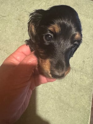 Les chiots de Teckel poil long