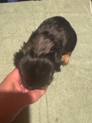 Les chiots de Teckel poil long