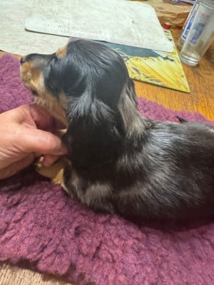 Les chiots de Teckel poil long
