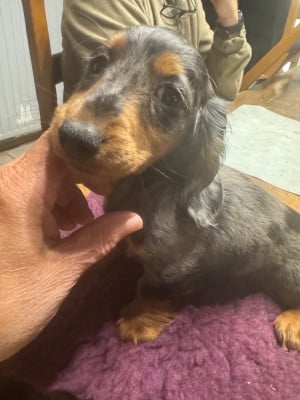 Les chiots de Teckel poil long