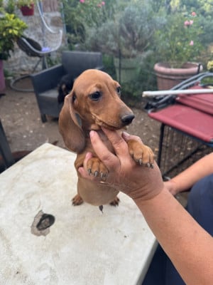 Les chiots de Teckel poil ras