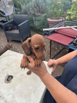 Les chiots de Teckel poil ras