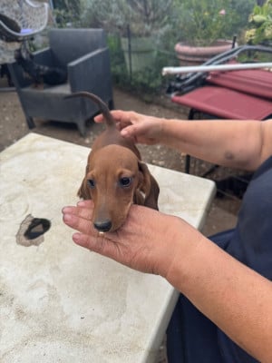 Les chiots de Teckel poil ras