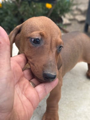 Les chiots de Teckel poil ras