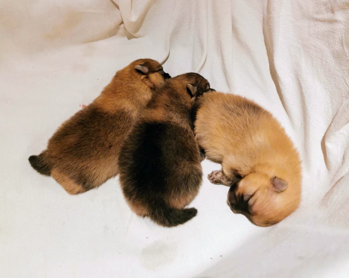 CHIOT 1 - Spitz allemand