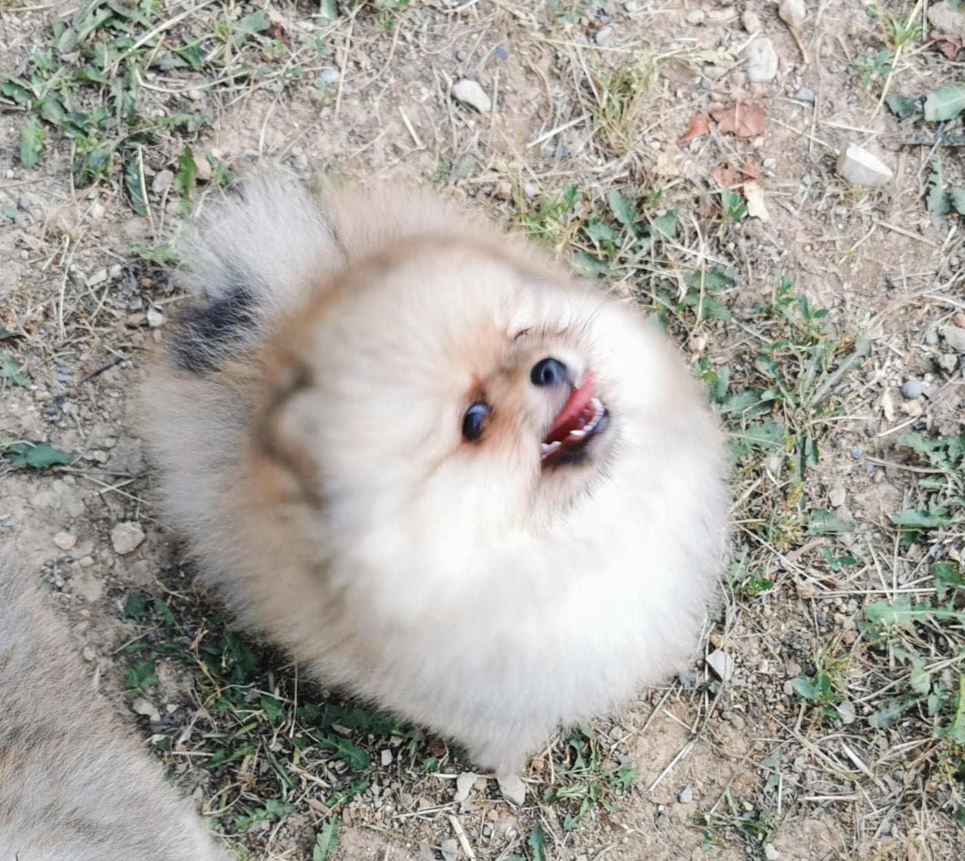 Spitz allemand - Des Spitz'chouns