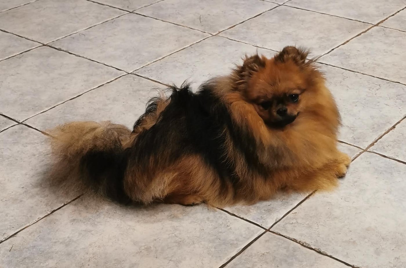 Spitz allemand - Des Spitz'chouns