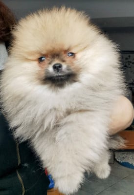 Les chiots de Spitz allemand