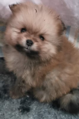Les chiots de Spitz allemand