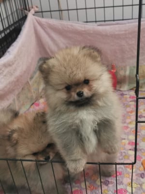 Les chiots de Spitz allemand