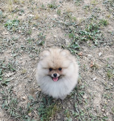 Les chiots de Spitz allemand