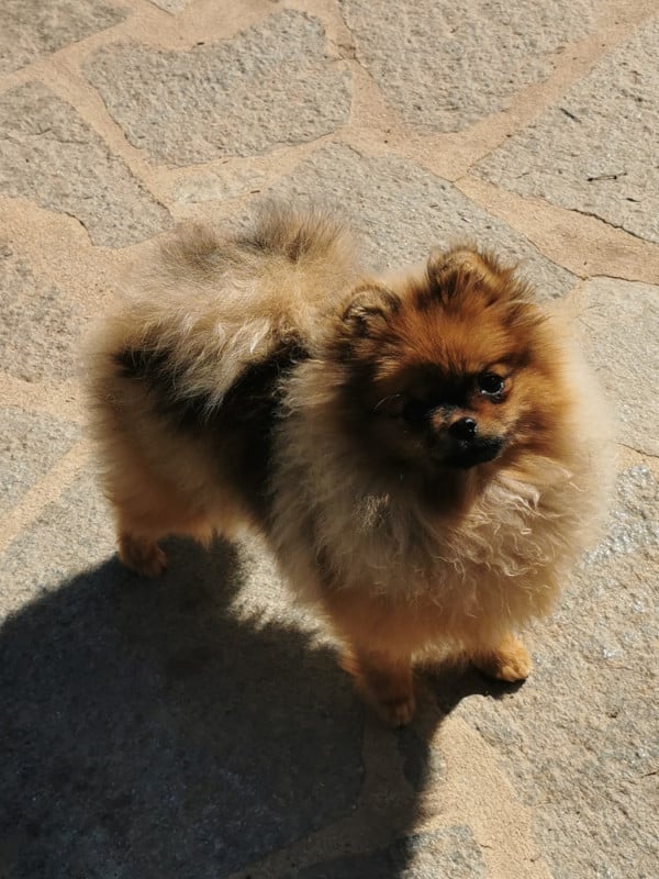 Spitz allemand - Des Spitz'chouns