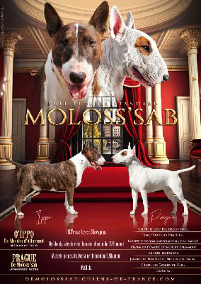 Bull Terrier - De Moloss\'sab