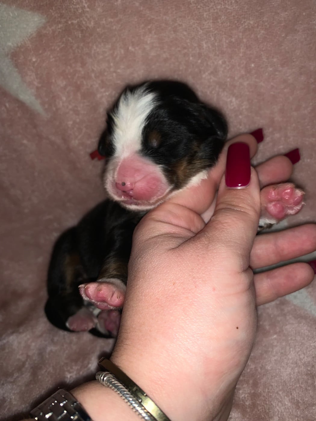 CHIOT 1 rouge - Bouvier Bernois