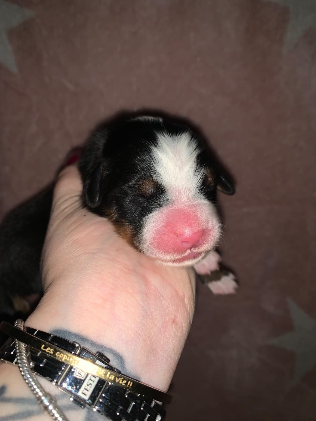 CHIOT 2 fushia - Bouvier Bernois