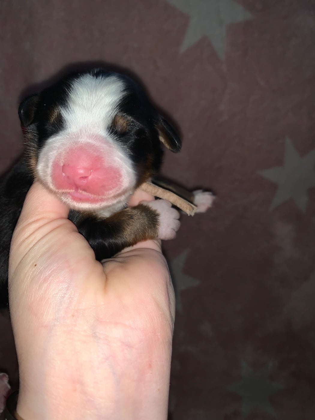 CHIOT 3 rose - Bouvier Bernois