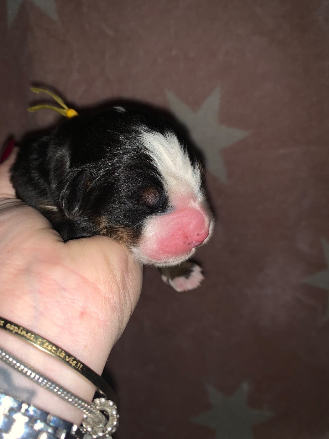 CHIOT 7 jaune - Bouvier Bernois