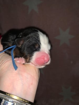 CHIOT 5 bleu foncé - Bouvier Bernois