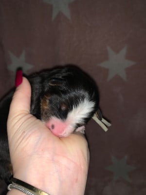 CHIOT 6 bleu ciel - Bouvier Bernois