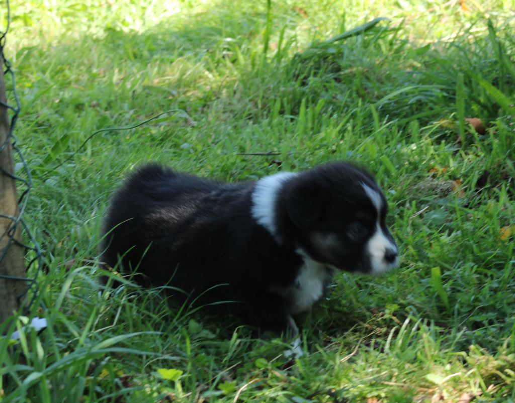 Vrai Chance femelle 4