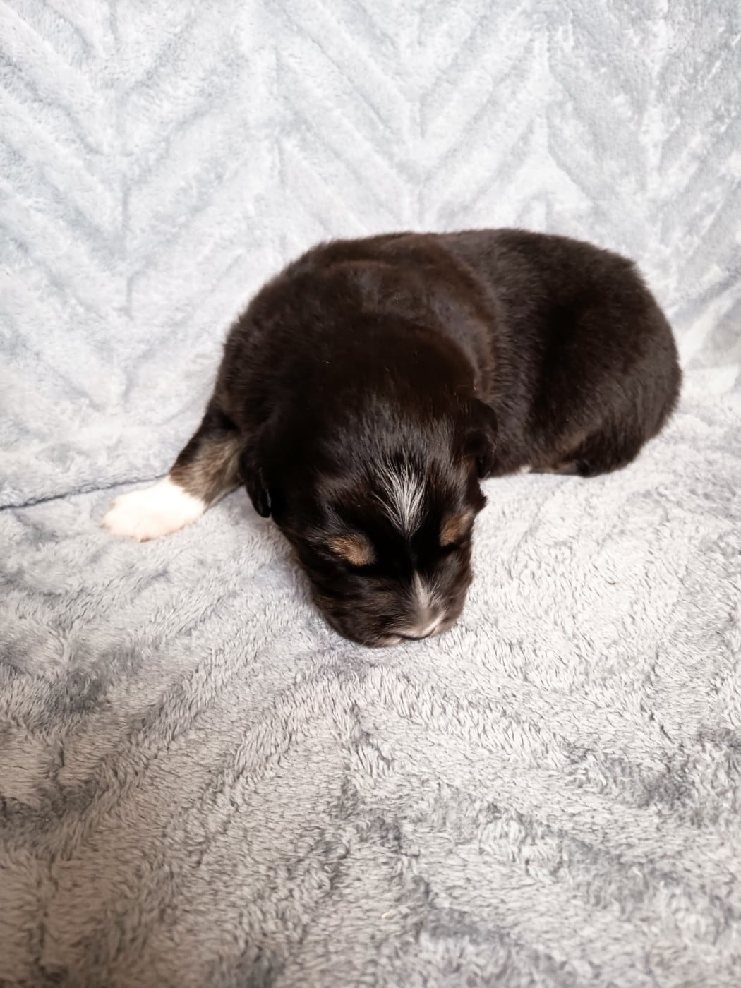 Berger Australien - Des Chemins de Saint François