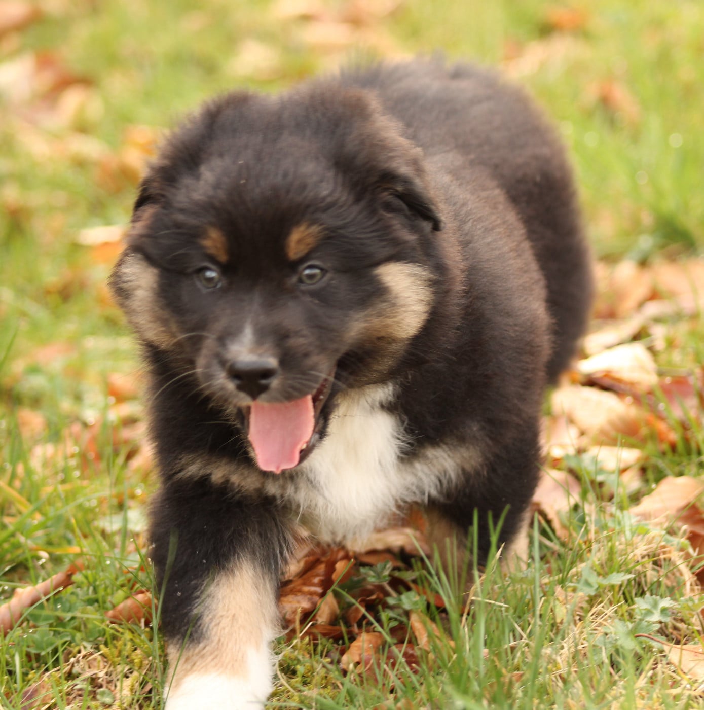 Berger Australien - Des Chemins de Saint François