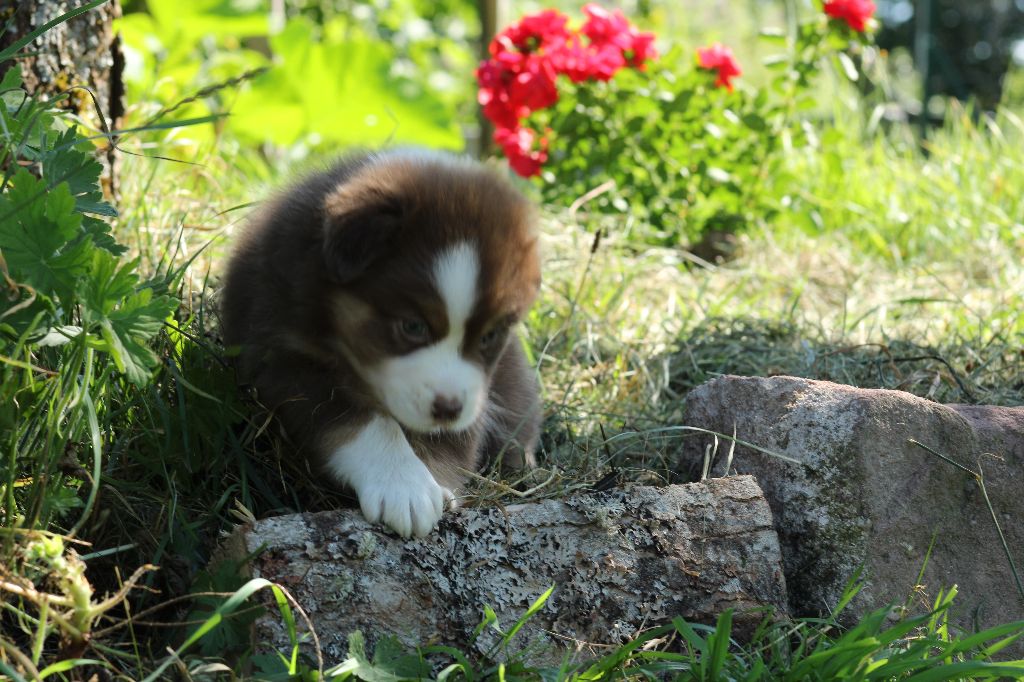 V'là L'Joli Vent femelle 1