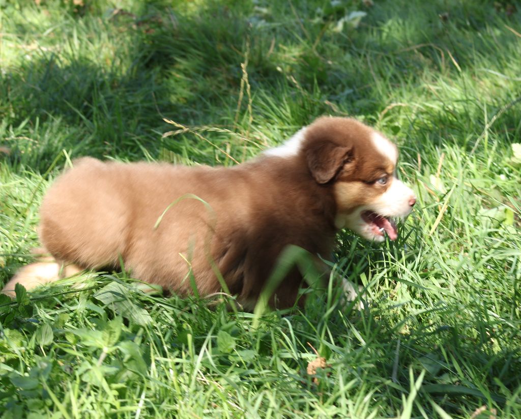 V'là L'Joli Vent femelle 1