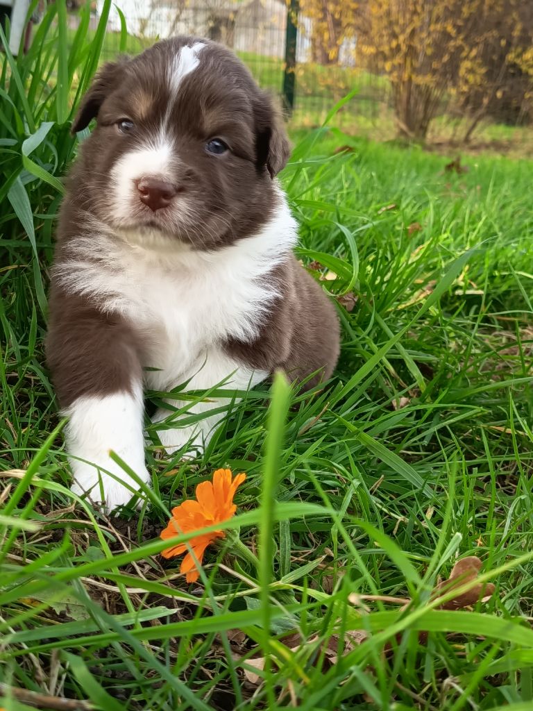Berger Australien - Des Chemins de Saint François