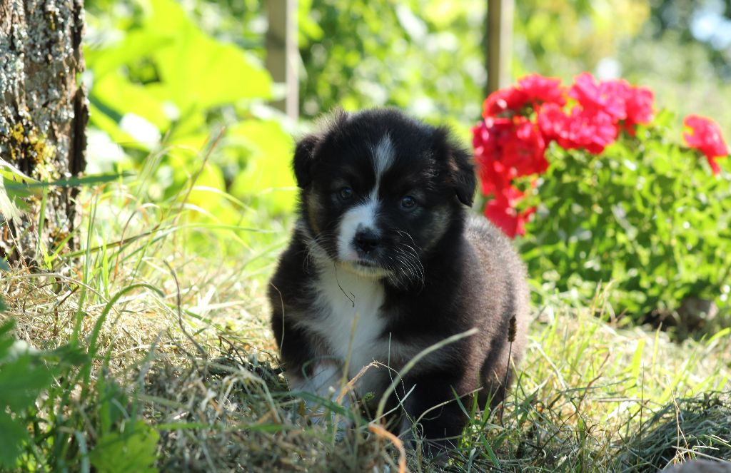 Vrai Chance femelle 4