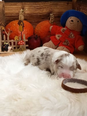 Les chiots de Berger Australien