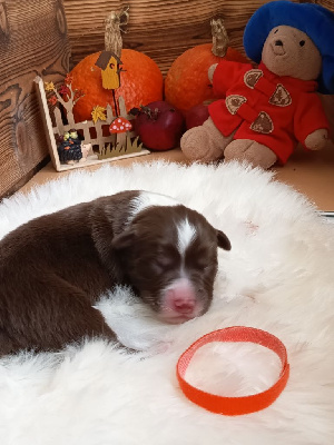 Les chiots de Berger Australien