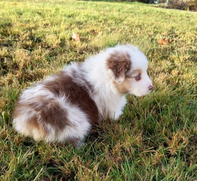 Les chiots de Berger Australien