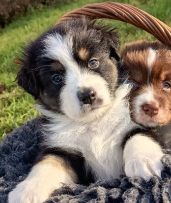 Les chiots de Berger Australien