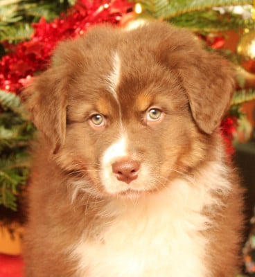 Les chiots de Berger Australien