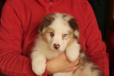 Les chiots de Berger Australien