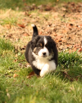 Les chiots de Berger Australien