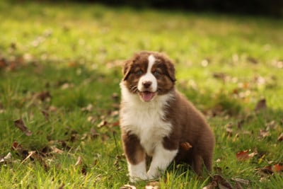 Les chiots de Berger Australien