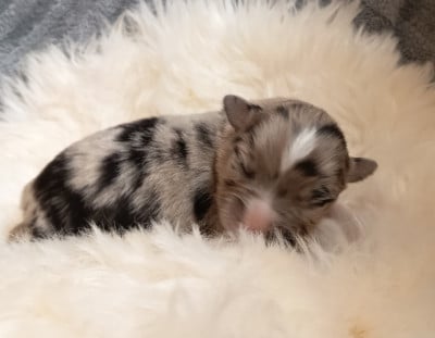 Les chiots de Berger Australien