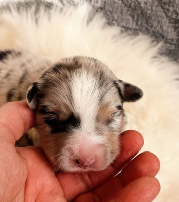 Les chiots de Berger Australien
