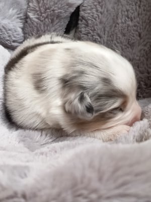 Les chiots de Berger Australien